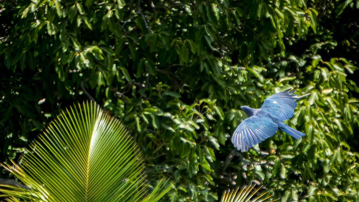 Polynesian Imperial-Pigeon - ML577700801
