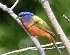 Painted Bunting - ML577700901