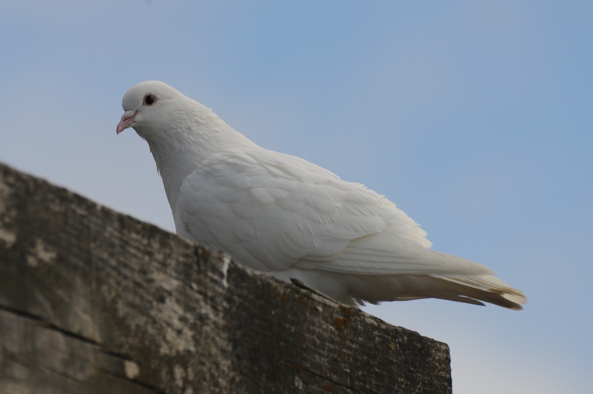 Rock Pigeon (Feral Pigeon) - ML577700921