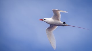 Red-tailed Tropicbird, ML577701601