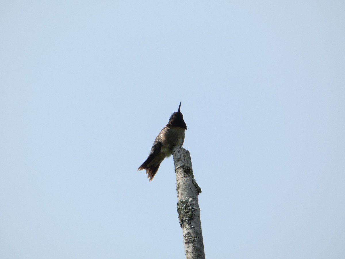 Ruby-throated Hummingbird - ML577705321