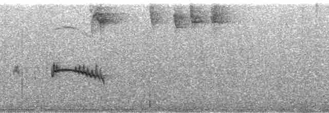 Élénie siffleuse (groupe cinerascens) - ML57771