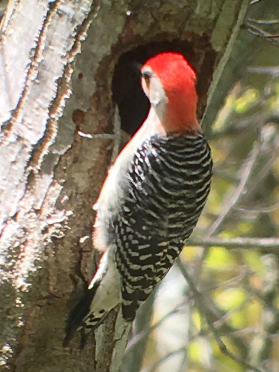 Red-bellied Woodpecker - ML57771251
