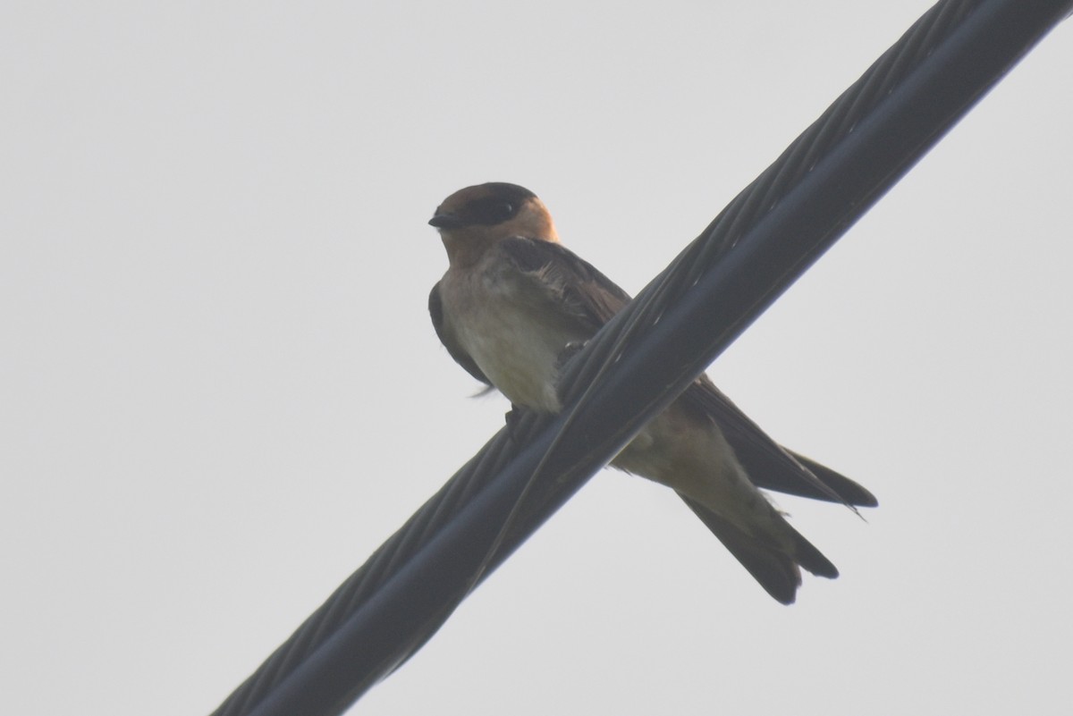 Cave Swallow - ML577712991
