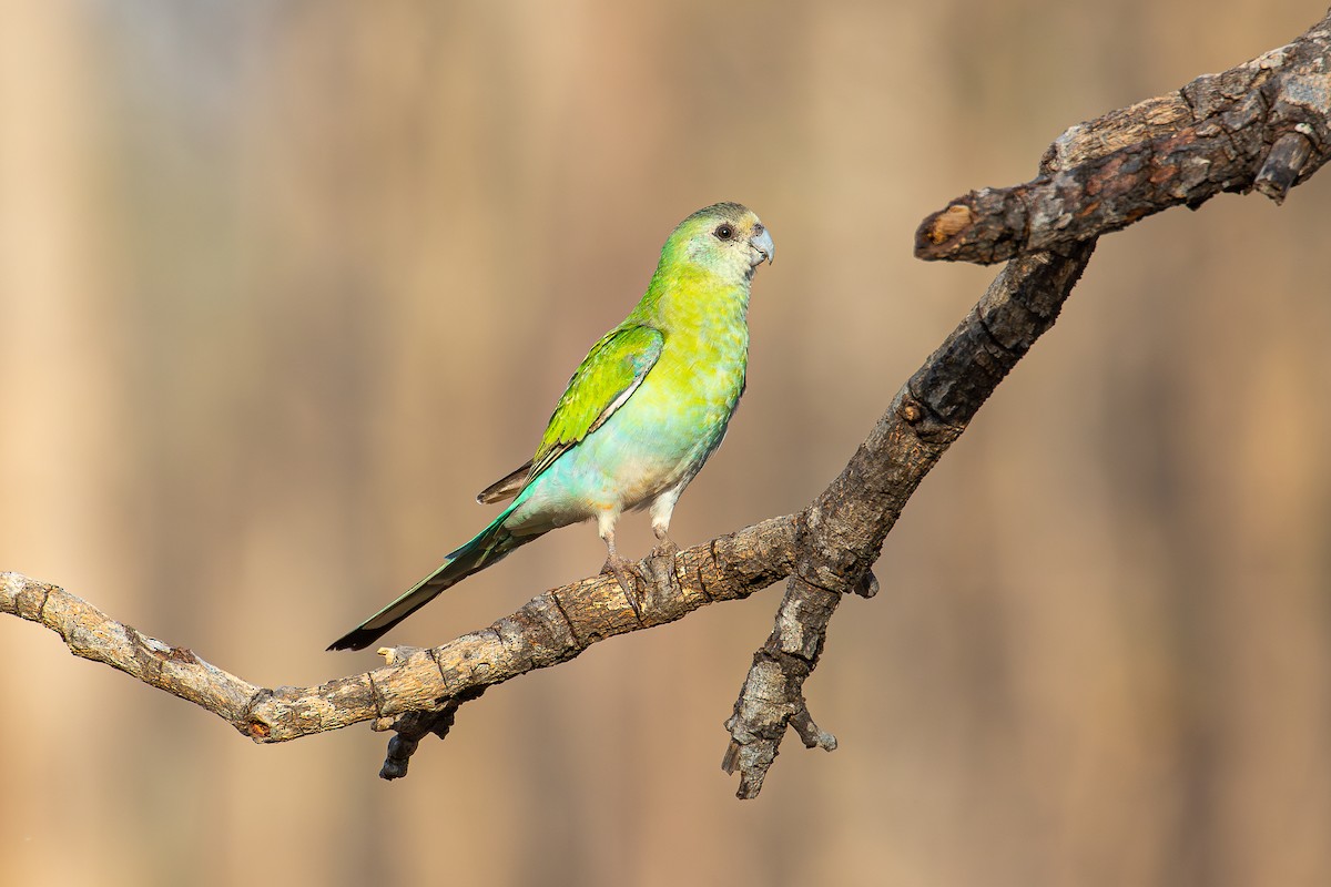 Golden-shouldered Parrot - ML577717361