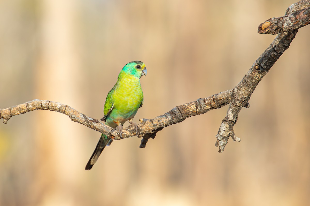 Golden-shouldered Parrot - ML577717381