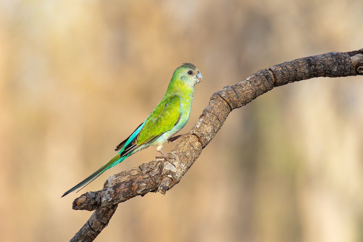 Golden-shouldered Parrot - Louis Backstrom