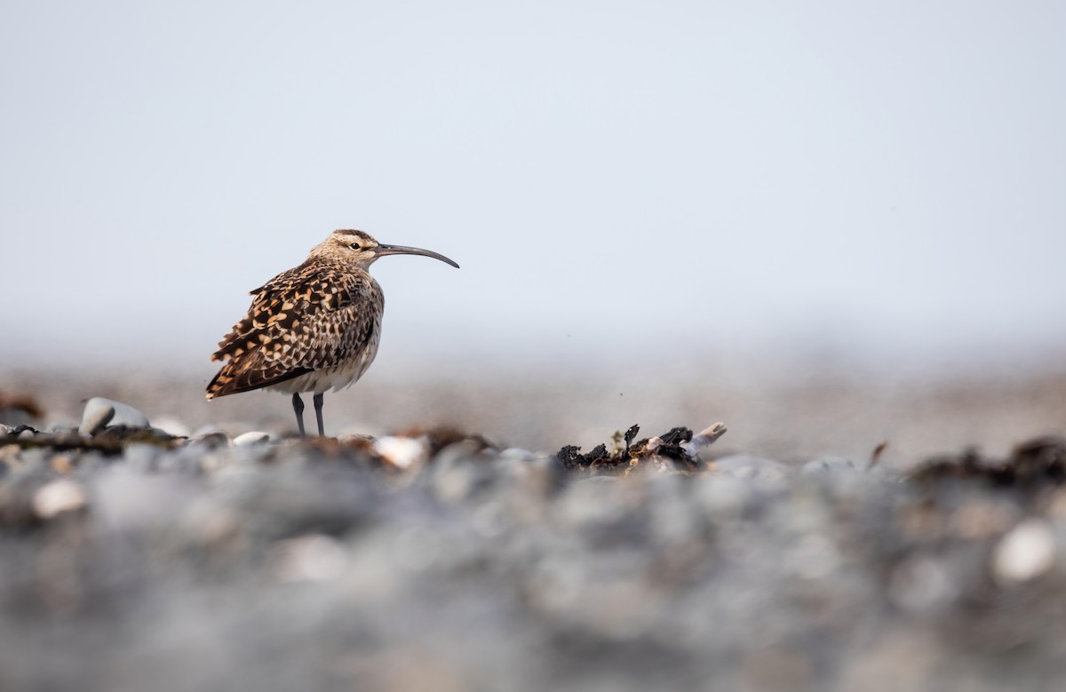 Bristle-thighed Curlew - ML577718651