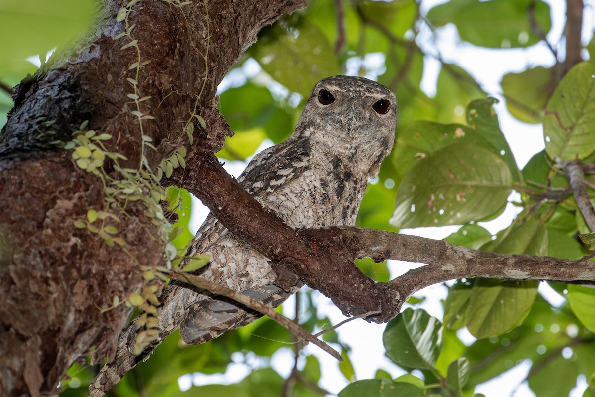Papuan Frogmouth - ML577719021