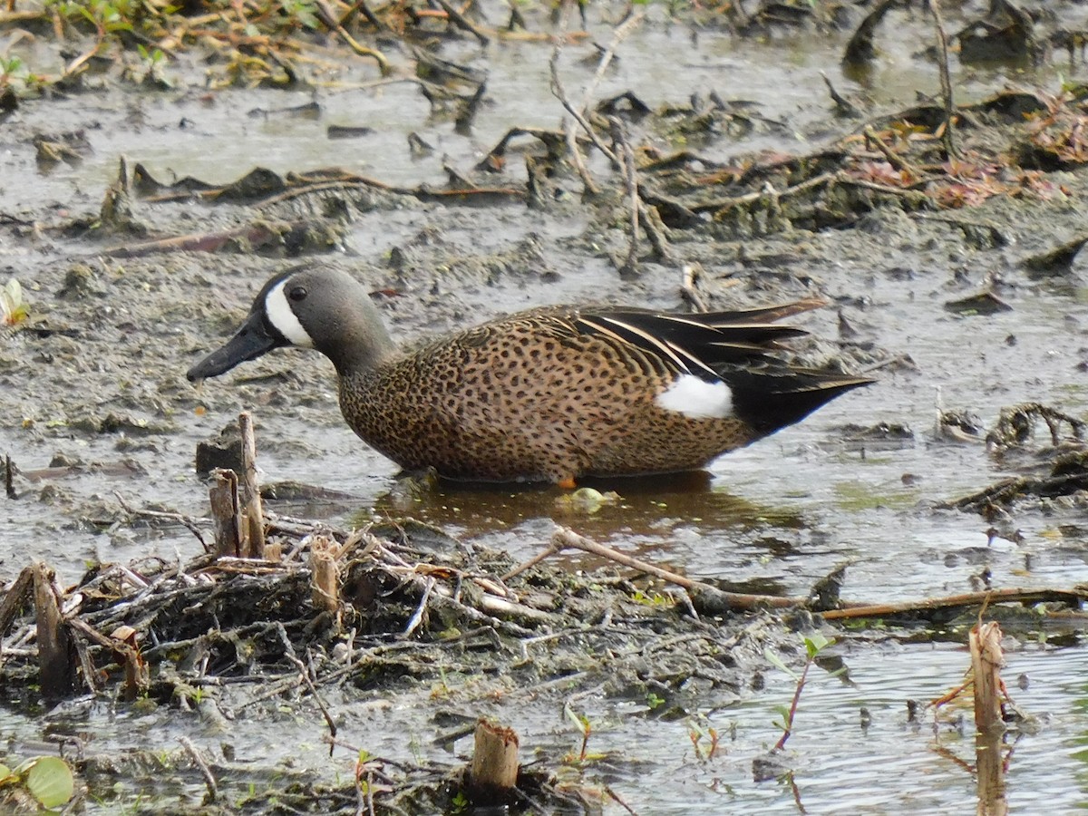 Blue-winged Teal - ML577719301