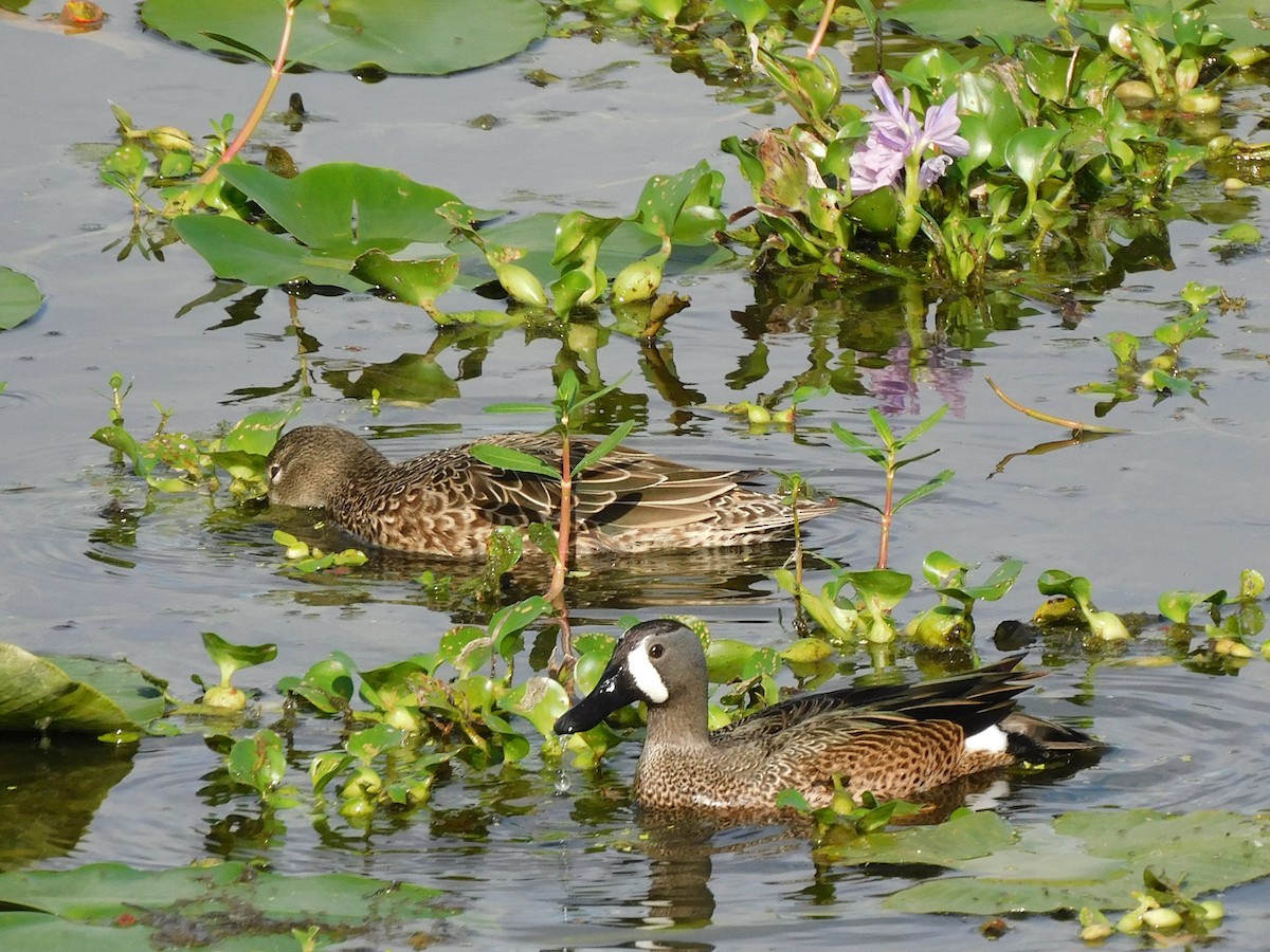 Blue-winged Teal - ML577719311