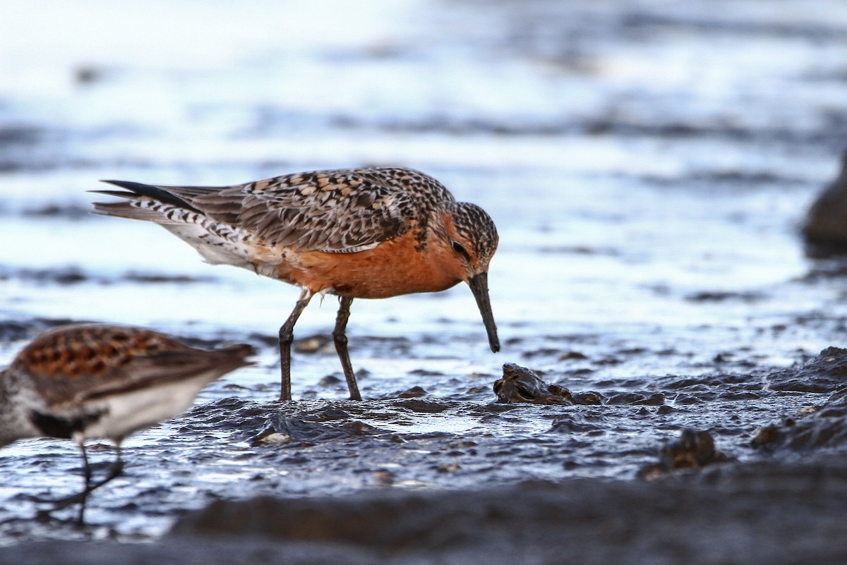 Ebird Checklist May Bay City Sp Species