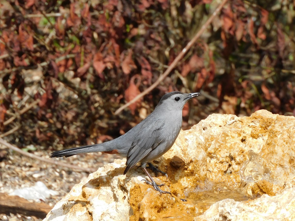 Gray Catbird - Eve Schultes-Ridge