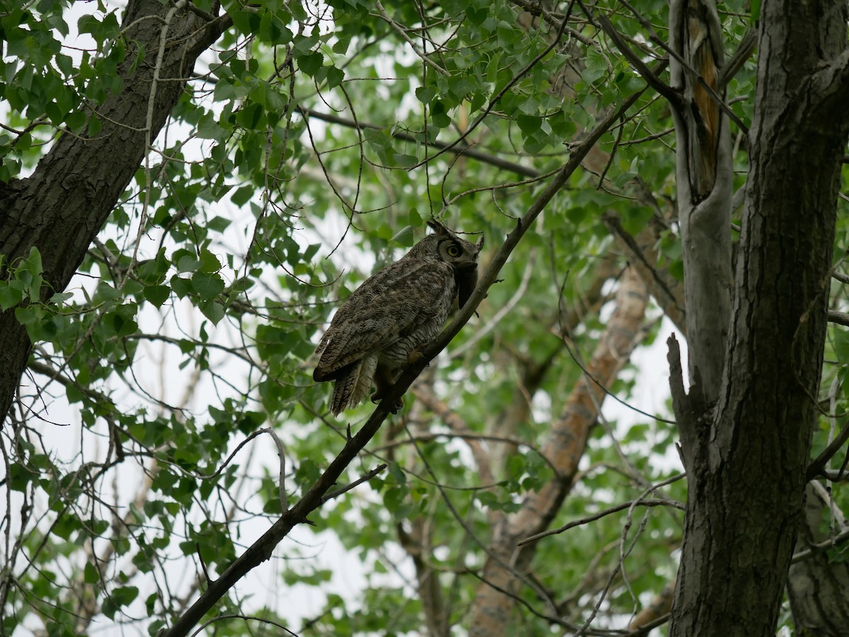 Great Horned Owl - ML577724261