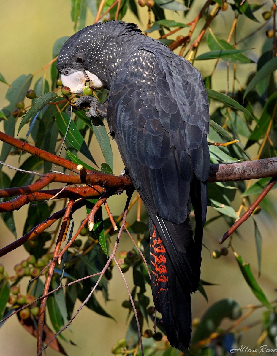 Red-tailed Black-Cockatoo - Allan and Sandy Rose
