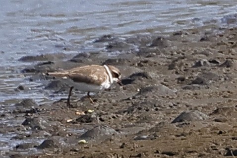 Semipalmated Plover - ML577728581