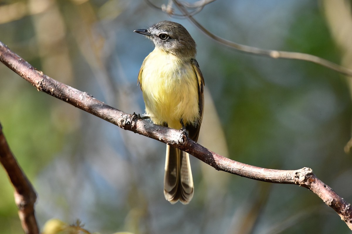 Pale-tipped Tyrannulet - ML577730051