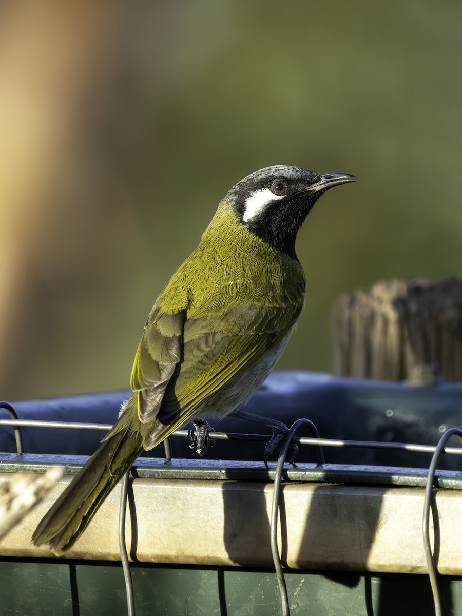 White-eared Honeyeater - David and Kathy Cook
