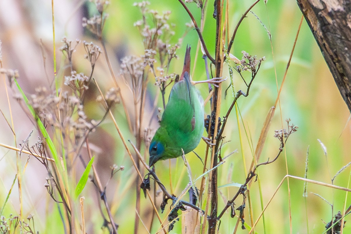 Blue-faced Parrotfinch - ML577731271