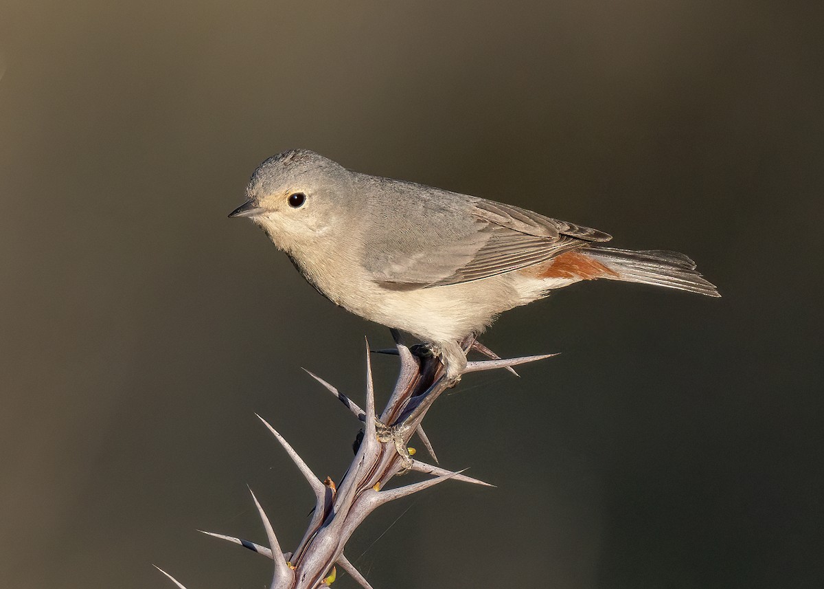 Lucy's Warbler - ML577731691