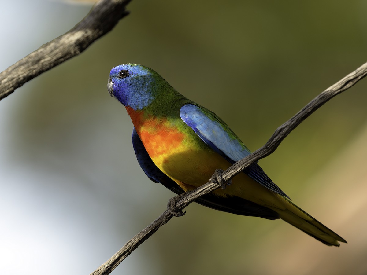 Scarlet-chested Parrot - ML577734121