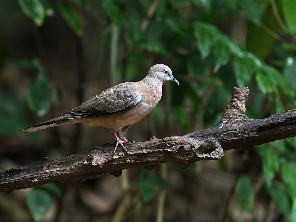 Spotted Dove - ML577737241