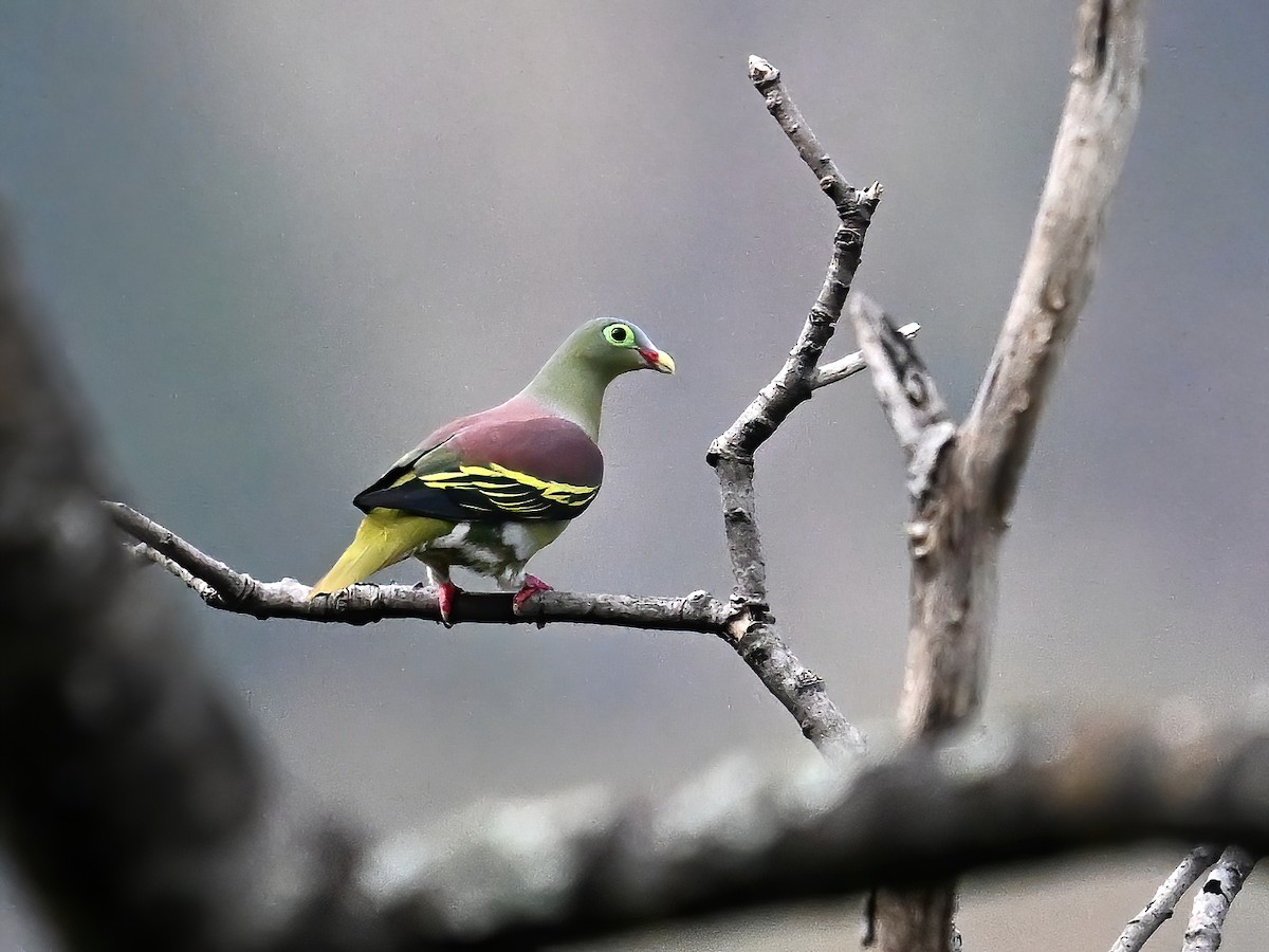 Thick-billed Green-Pigeon (Thick-billed) - peng su