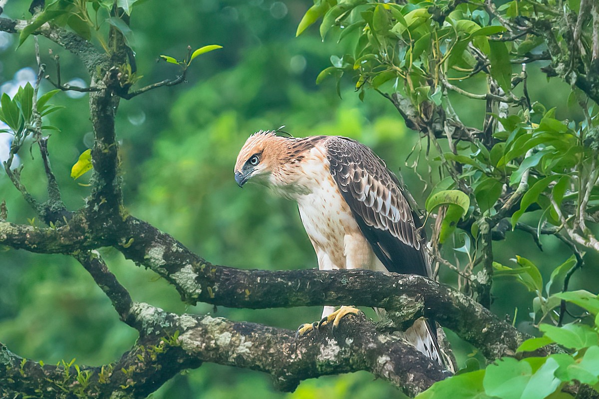 Changeable Hawk-Eagle (Crested) - ML577737621
