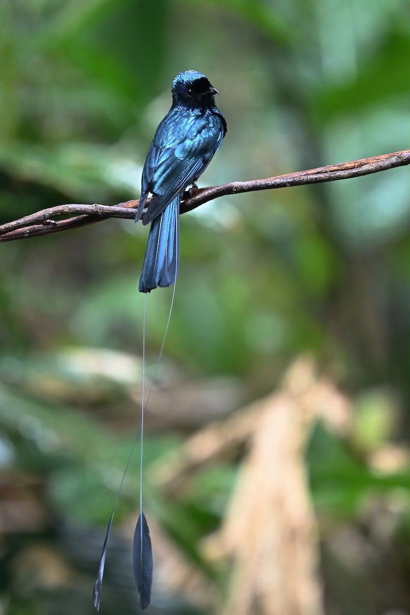 Lesser Racket-tailed Drongo - ML577738751