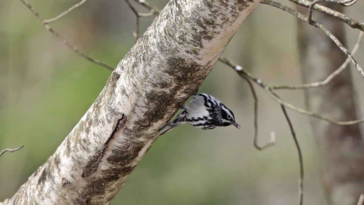 Black-and-white Warbler - ML57773931