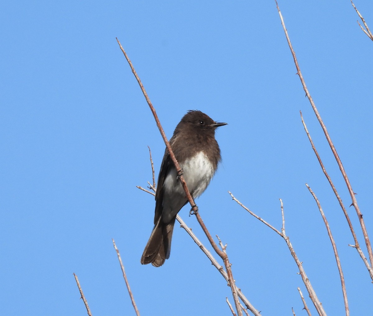 eBird Checklist - 7 May 2023 - Lytle Ranch Preserve - 51 species (+1 ...