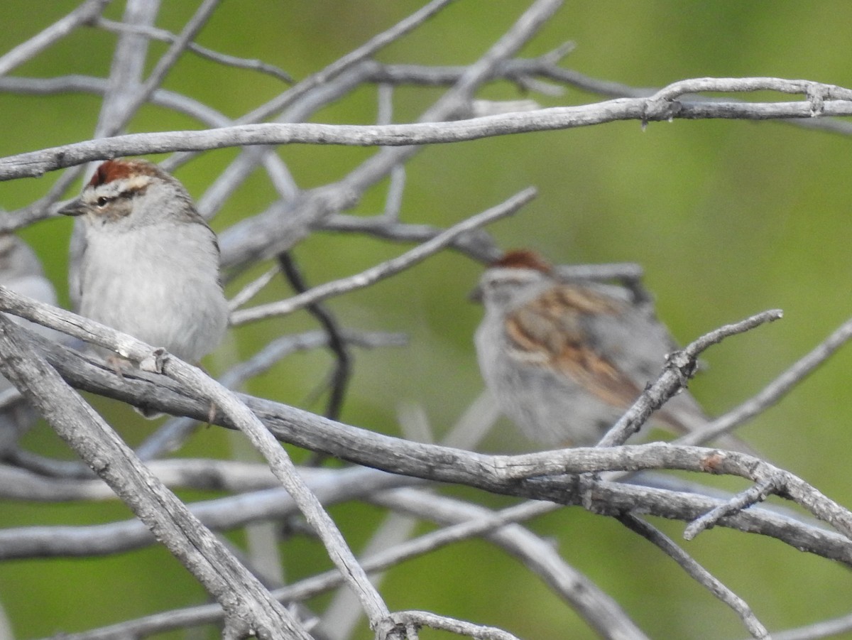 Chipping Sparrow - ML57774231
