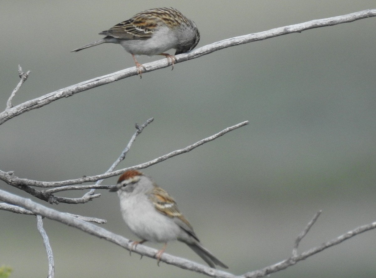 Chipping Sparrow - ML57774241