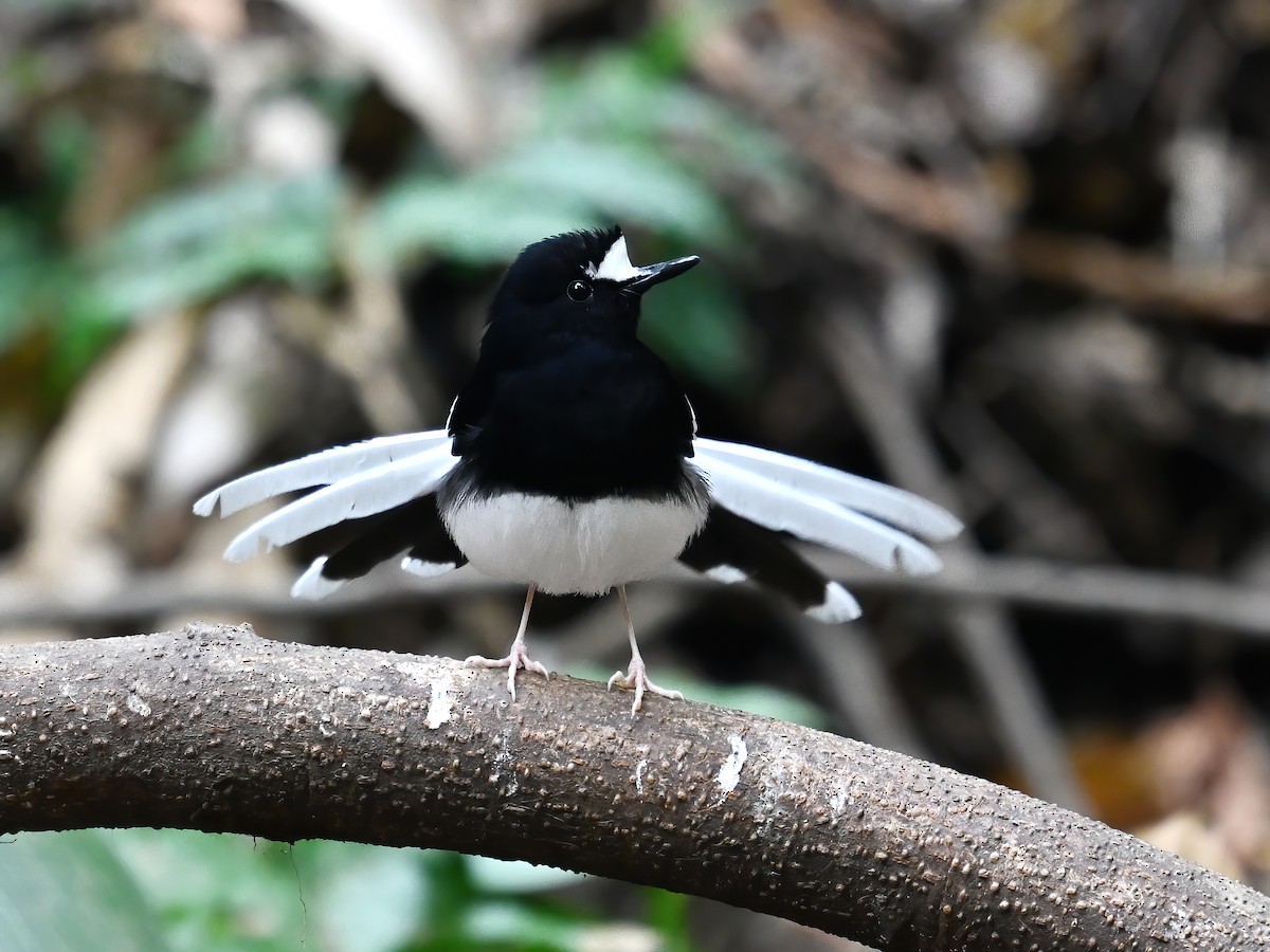 White-crowned Forktail - peng su
