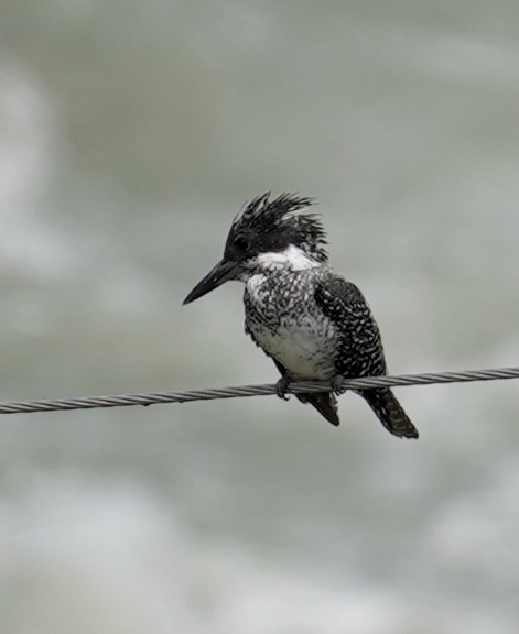 Crested Kingfisher - ML577744581