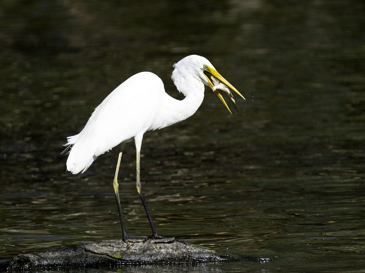 Great Egret - David and Kathy Cook