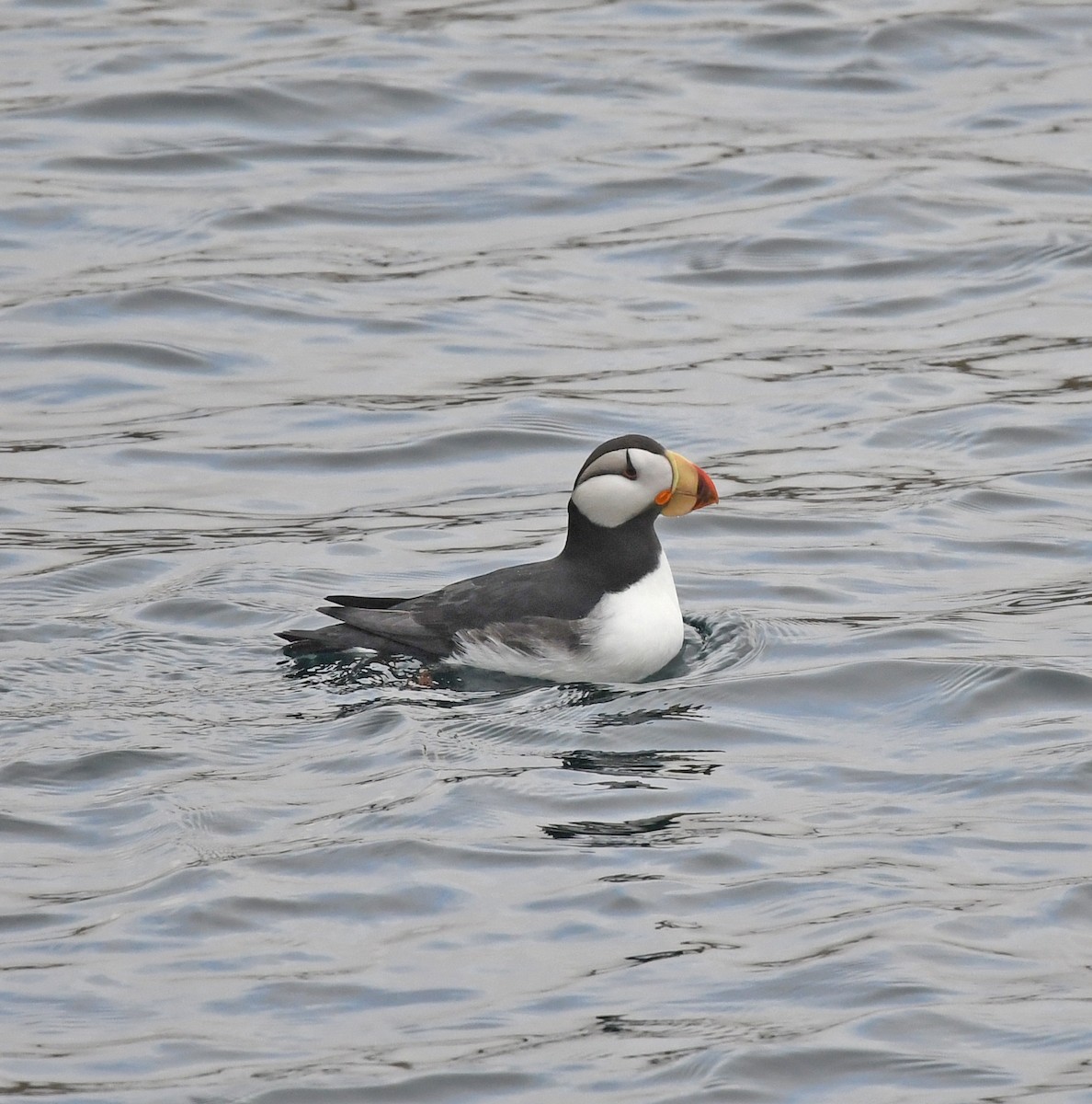 Horned Puffin - Richard Taylor