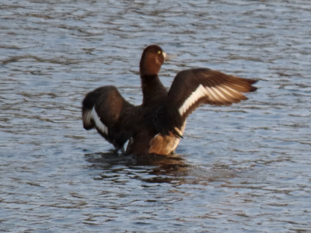 Greater Scaup - ML577746911