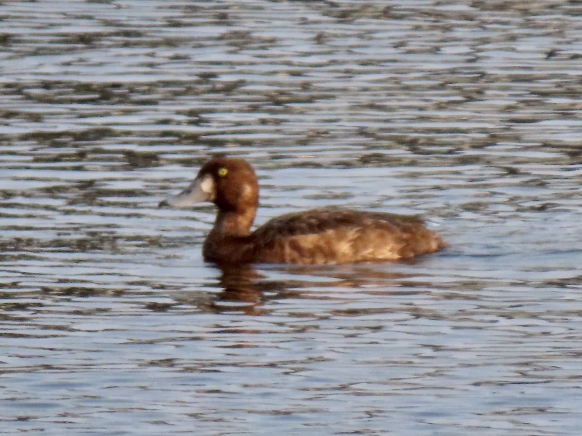 Greater Scaup - ML577746921
