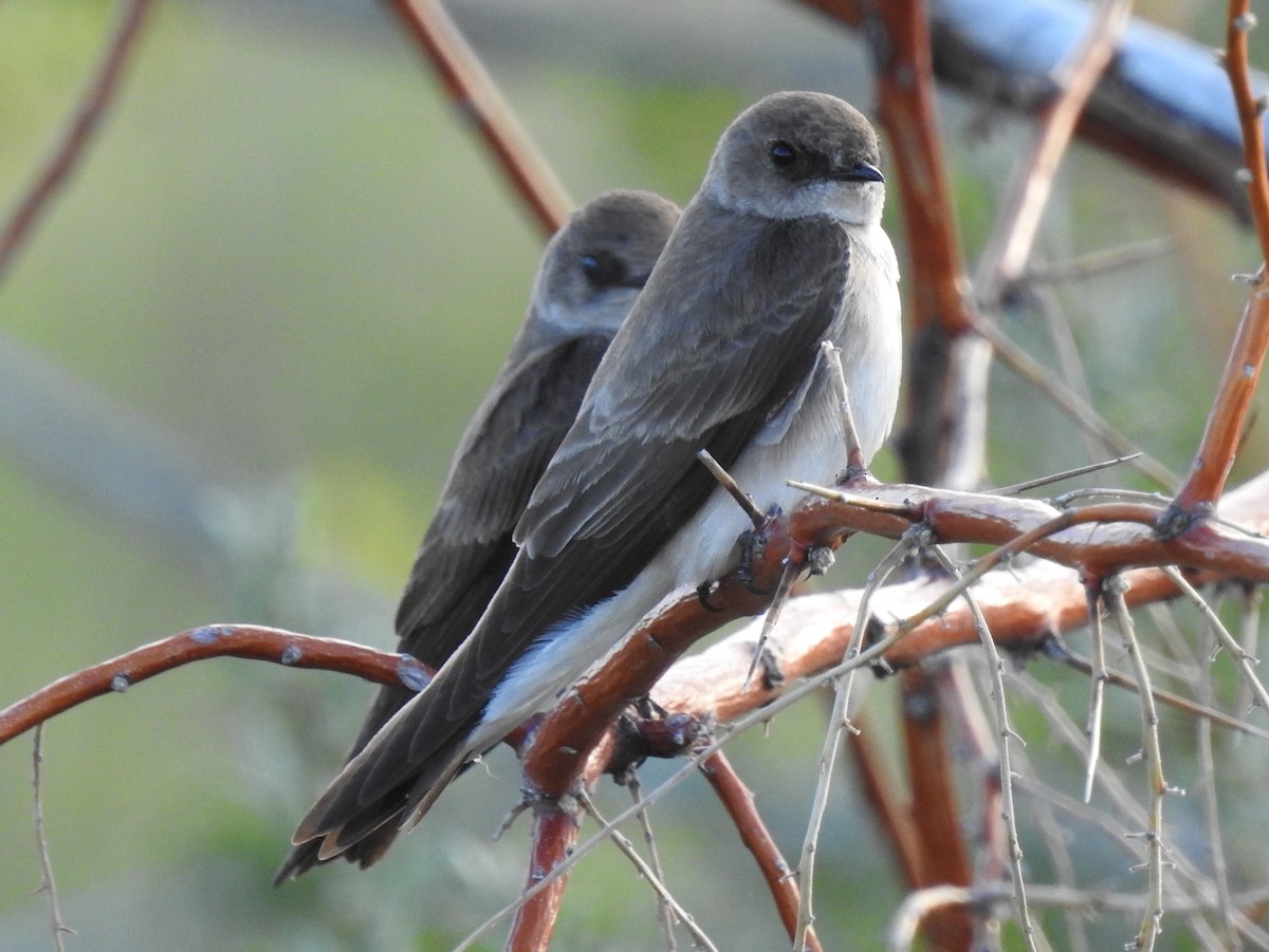 Northern Rough-winged Swallow - ML57774791