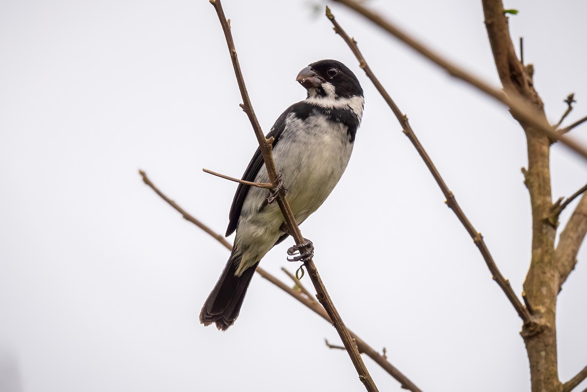 Wing-barred Seedeater (Caqueta) - ML577747911