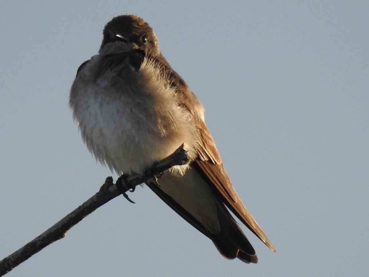 Northern Rough-winged Swallow - Shane Sater
