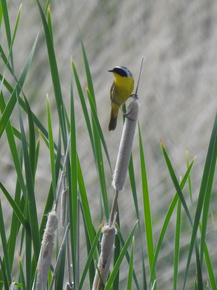 EBird Checklist 26 May 2023 Ladd Marsh WMA Peach Rd 10 Species