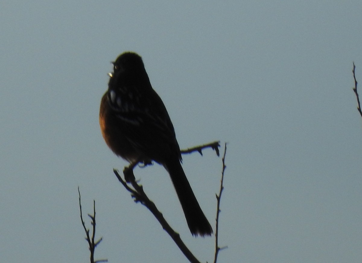 Spotted Towhee - ML57774861