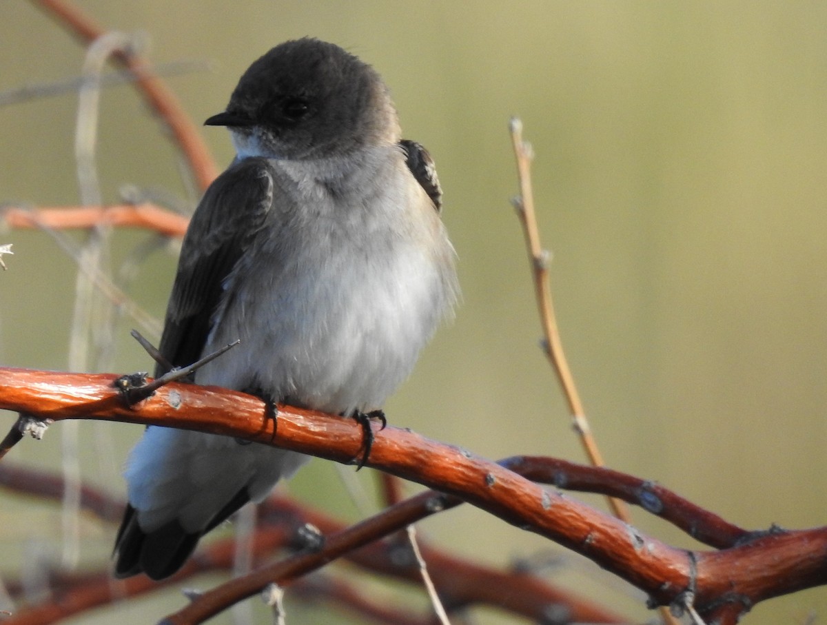 Northern Rough-winged Swallow - ML57774891