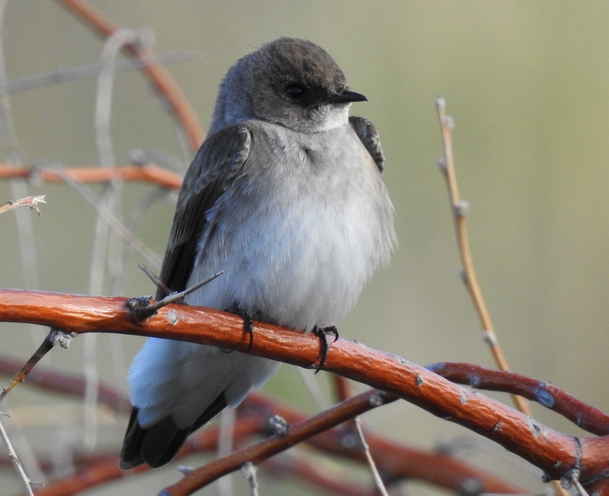 Northern Rough-winged Swallow - ML57774901