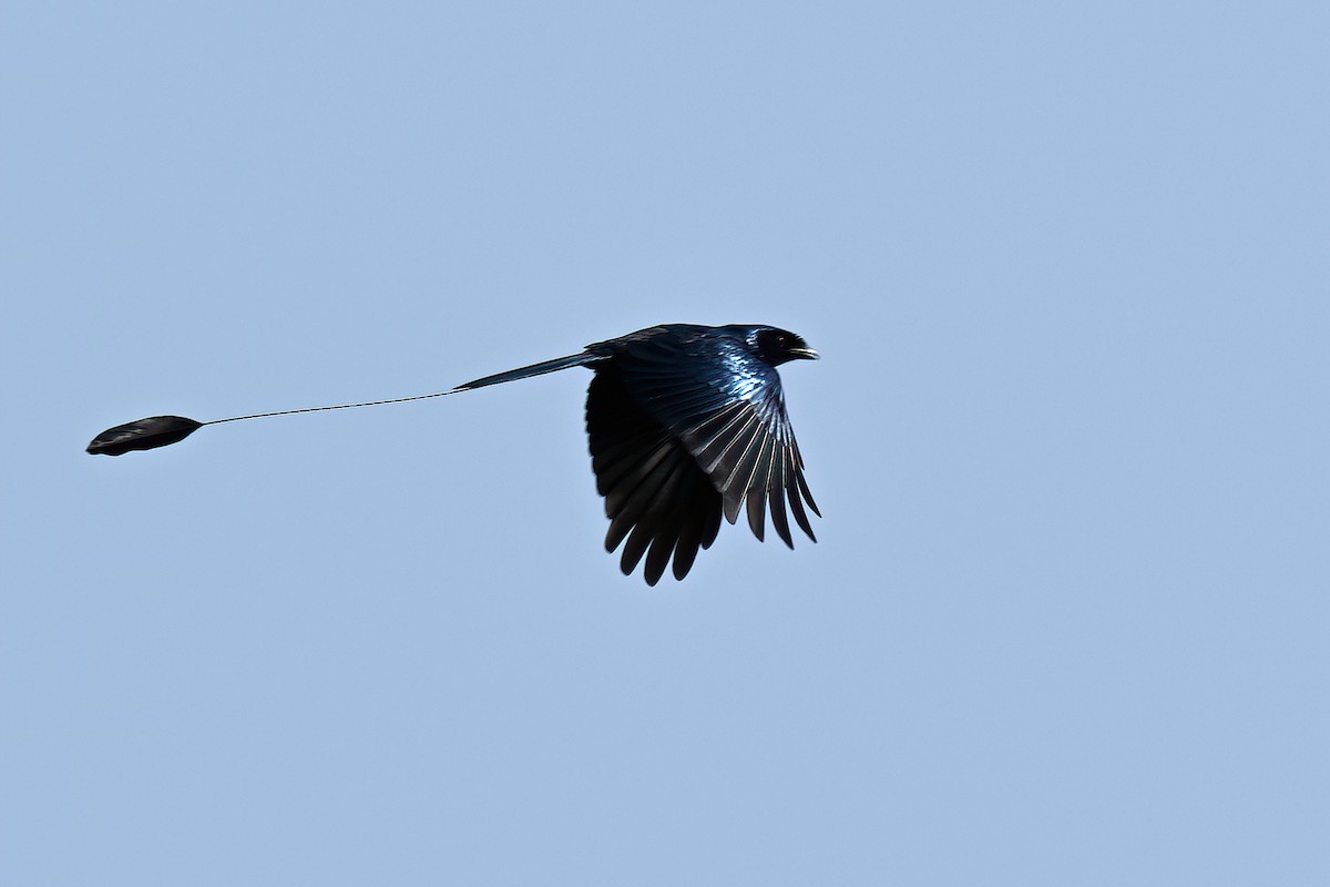 Lesser Racket-tailed Drongo - ML577751011