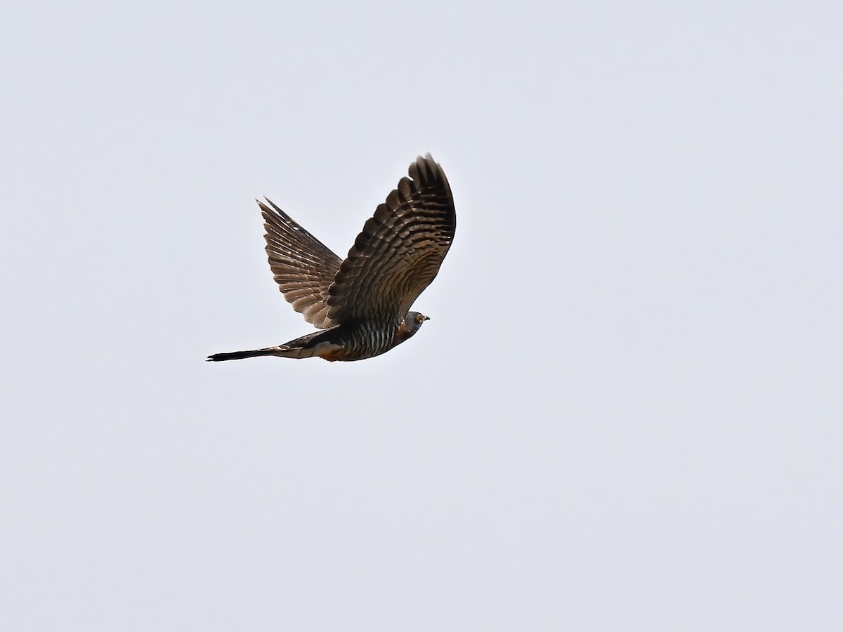 Large Hawk-Cuckoo - peng su