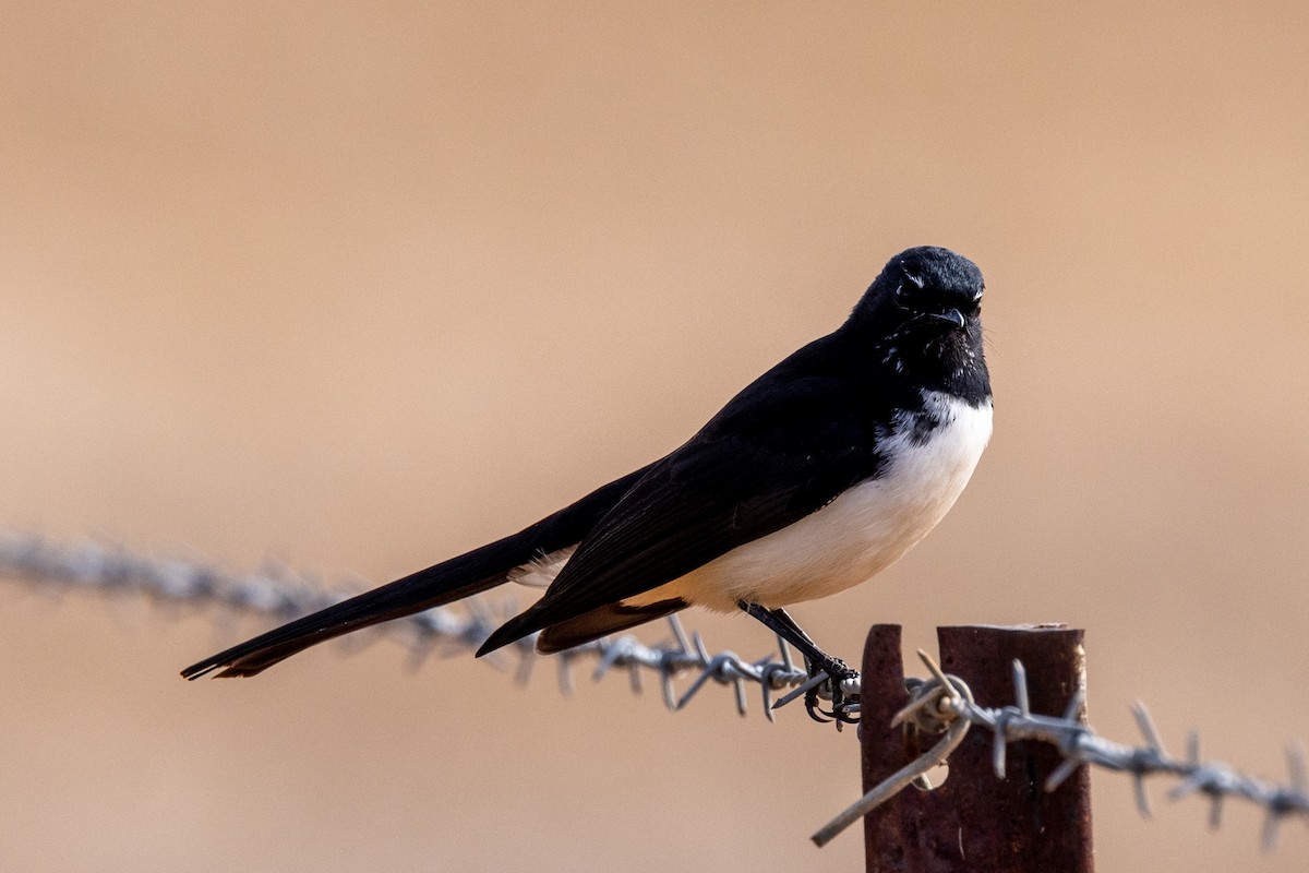 Willie-wagtail - ML577756371
