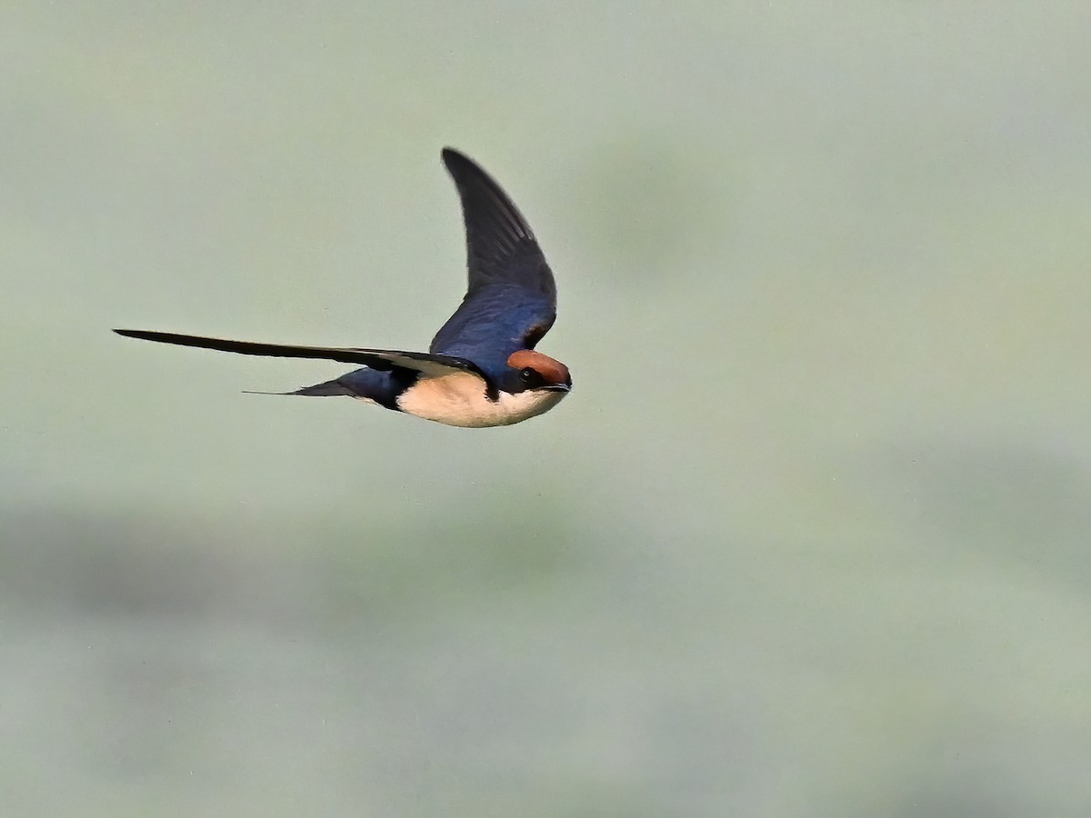 Wire-tailed Swallow - ML577756681
